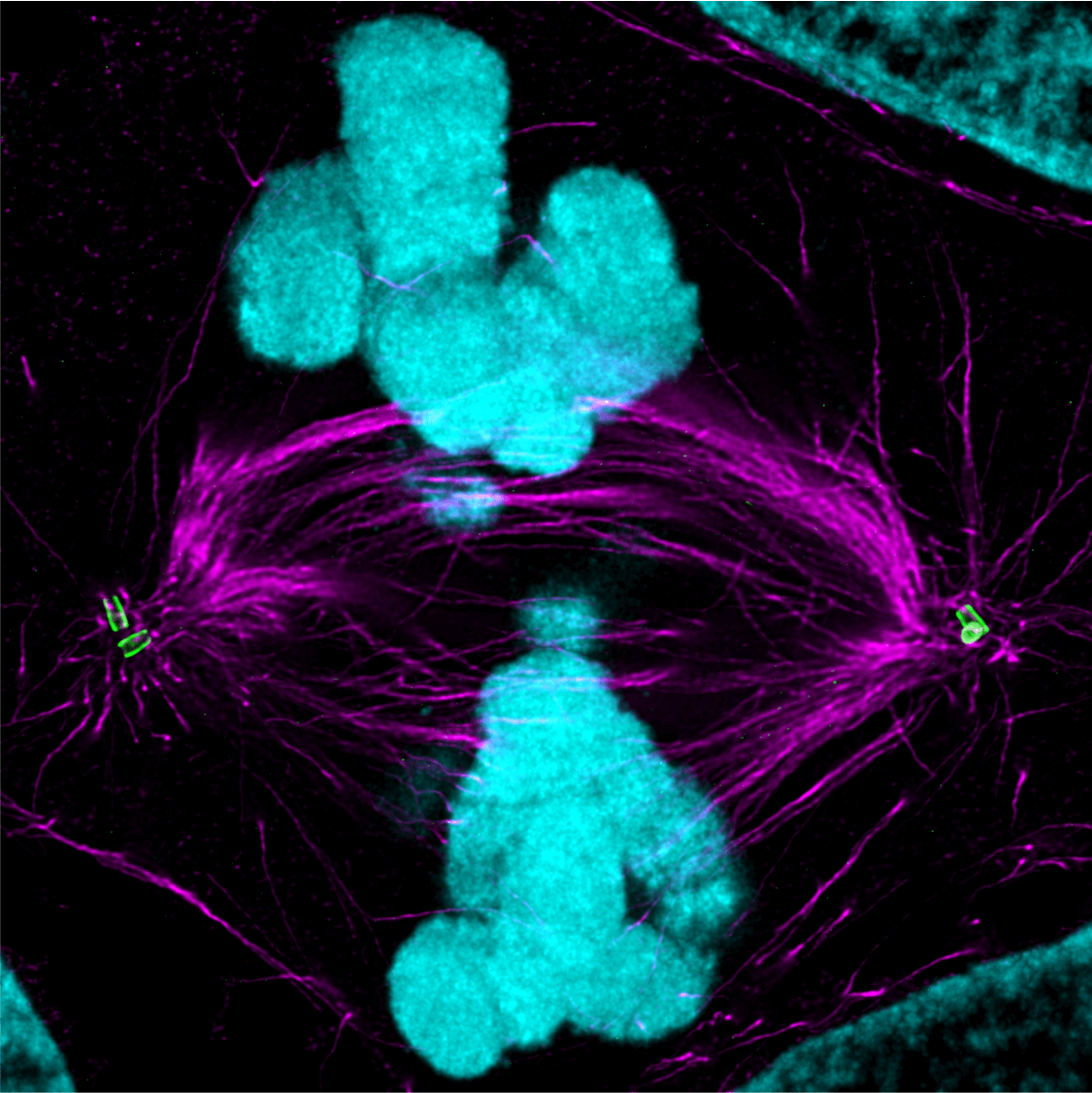 Dividing Cell_UEx-M