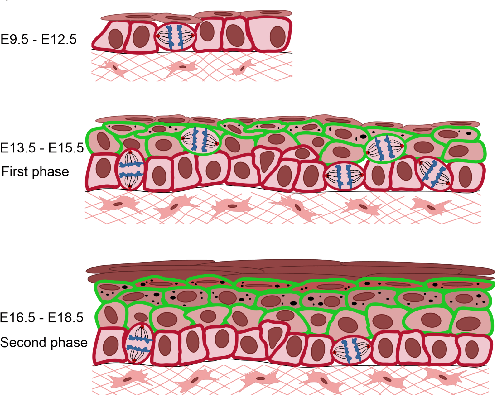 Epidermal Stratification